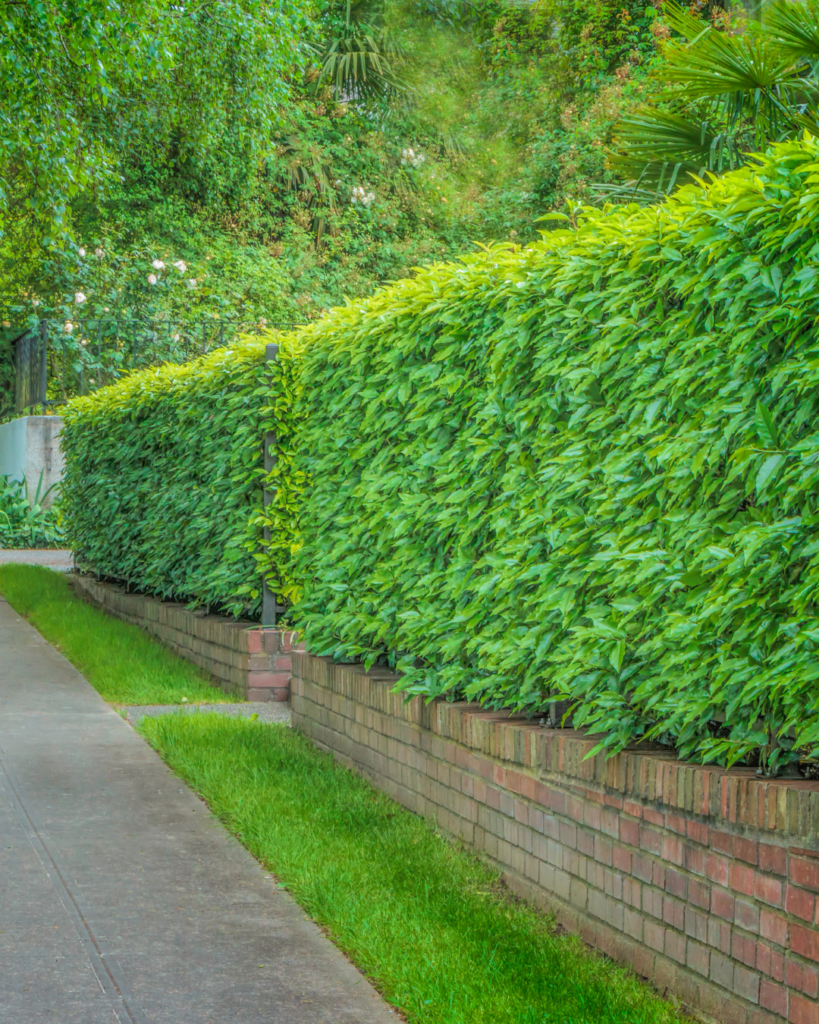 seasonal-yard-cleanup-services-oakville.p